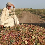 The unknown future of pistachio gardening: Has Kerman lost the quality of pistachio production?