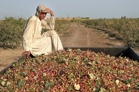 The unknown future of pistachio gardening: Has Kerman lost the quality of pistachio production?